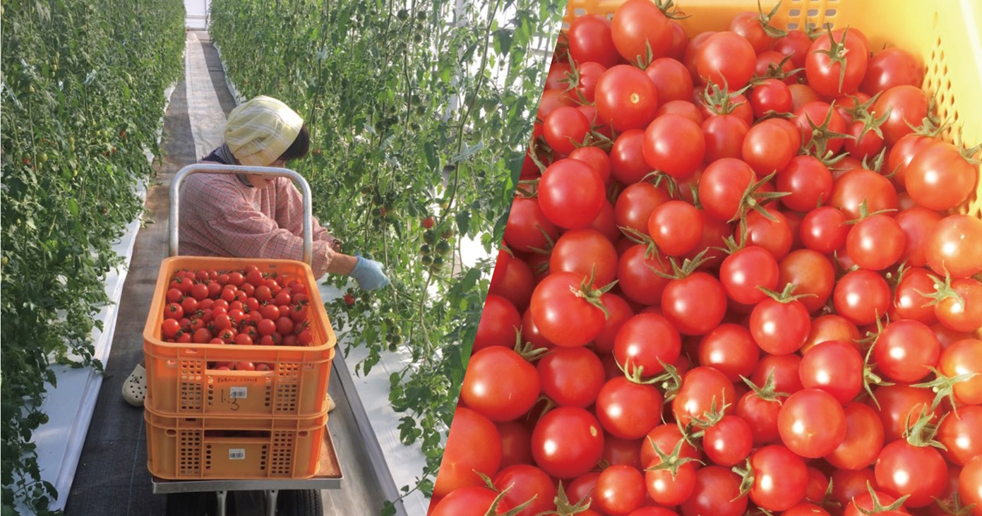 官民学連携で ブランドトマト栽培 高齢者の就業機会と特産品を創出 ジチタイワークス
