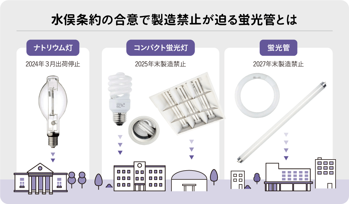 燈様 確認用 （す様 画像確認用 （ほうき星さまご確認用 （? [ 2024年 