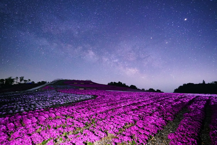 愛知県最高峰・茶臼山の山頂付近に位置する「芝桜の丘」。ご当地検定では豊根村の観光資源についての知識も求めた